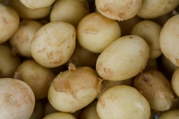 Viele Junge Kartoffeln Hintergrund Agrarwissenschaftler — Stockfoto