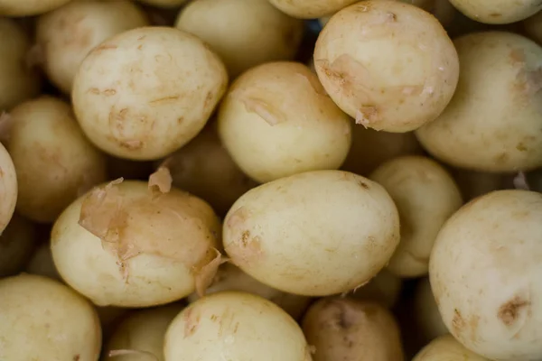 Viele Junge Kartoffeln Hintergrund Agrarwissenschaftler — Stockfoto