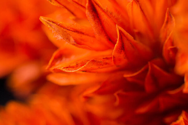 a Beautiful red flower background macro nature petal