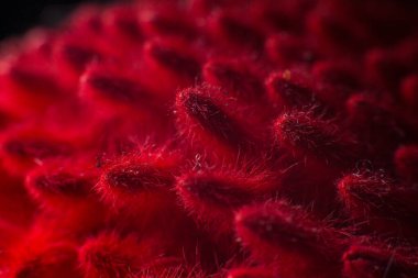 kırmızı dikenler makro doğa arka planını kapatır