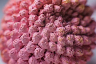 Macrocosm baketiria virüsü arka plan tıbbını kapatıyor