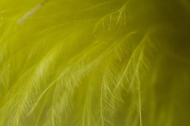 Sarı tüy yakın çekim makro bir arkaplan
