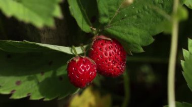 beautiful ripe strawberry growing in the garden in summer