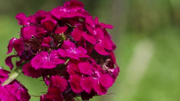 Bonito Floração Rosa Close Fundo Verão Primavera — Vídeo de Stock