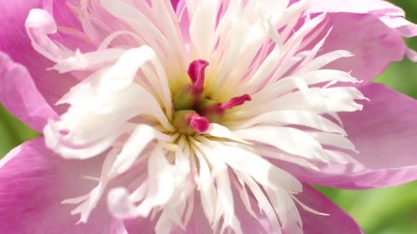 Beautiful Pink Flowering Close Background Spring Summer — Video