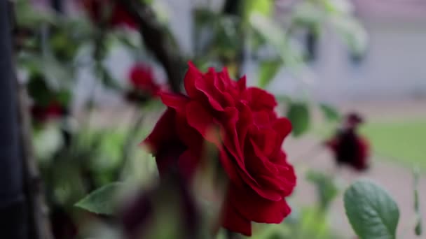 Μεγάλα Κόκκινα Τριαντάφυλλα Στον Κήπο Ανθίζουν Καλοκαίρι — Αρχείο Βίντεο