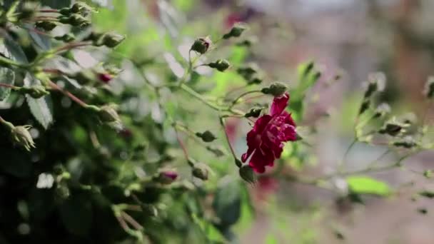 Grandes Roses Rouges Dans Jardin Fleurissent Été — Video