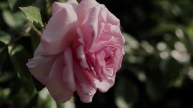 Büyük pembe güller yazın bahçede yetişir.