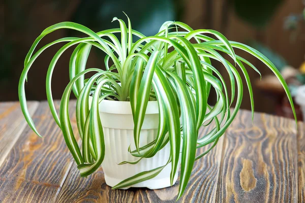 Chlorophytum. Örümcek bitki