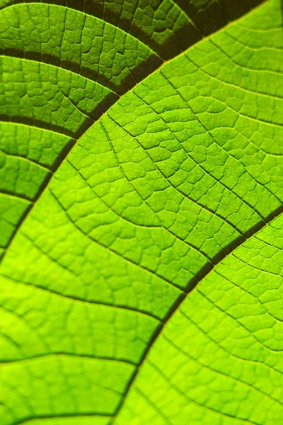 Textura de folha verde para fundo. Padrão de folhas. Foco seletivo — Fotografia de Stock