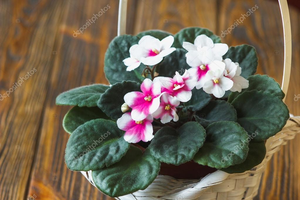 African violet or saintpaulia ionantha Stock Photo by ©  103661108
