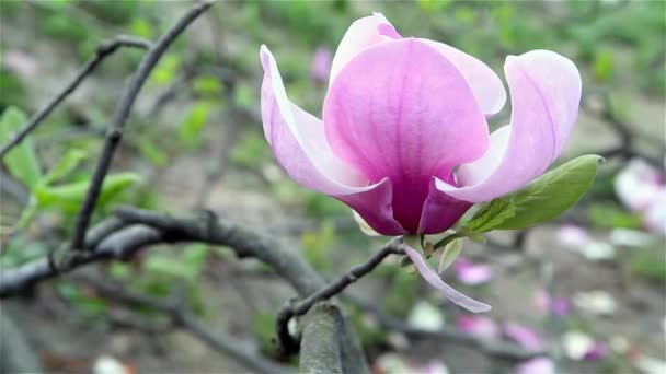 Magnólia virág tavasszal virágzó. Stock Footage — Stock videók