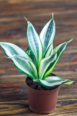 Decorative house plant-Sansevieria trifasciata golden hahnii in a pot on wooden background. Snake plant. clipart
