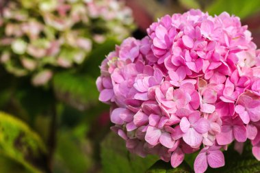 Ortanca çiçek (Hydrangea macrophylla) bir bahçede mor.