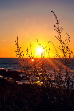 Alacakaranlıkta gökyüzü ile kuru dalları silüeti