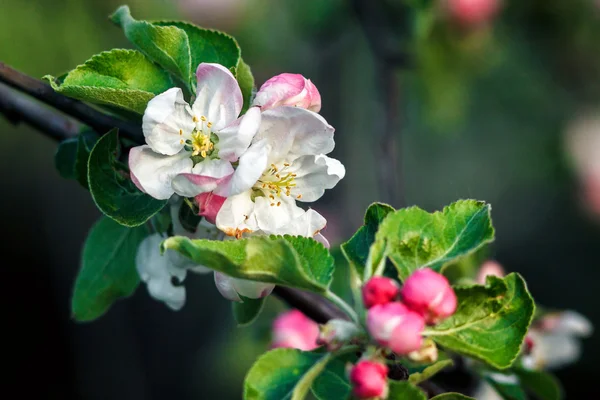 Beautiful flowers on the apple tree in nature. Apple blossoms in spring. Natural floral seasonal background