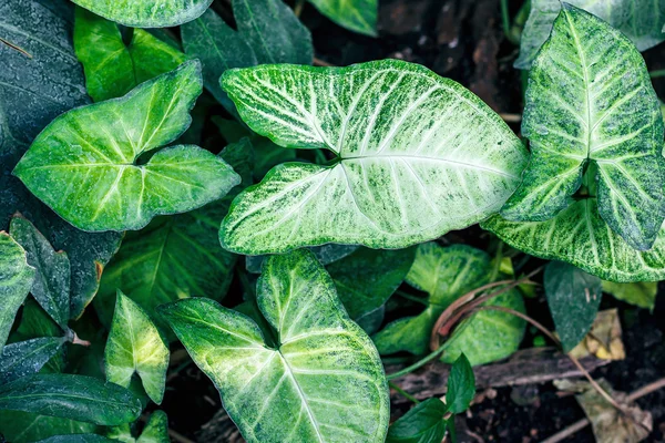 Hojas hermosas de Nephthytis (Syngonium podophyllum cv 'White Butterfly') cultivadas a menudo como plantas de la casa — Foto de Stock