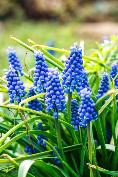 Blauwe Muscari armeniacum bloem (druif hyacint) bloeiende in lente tuin — Stockfoto