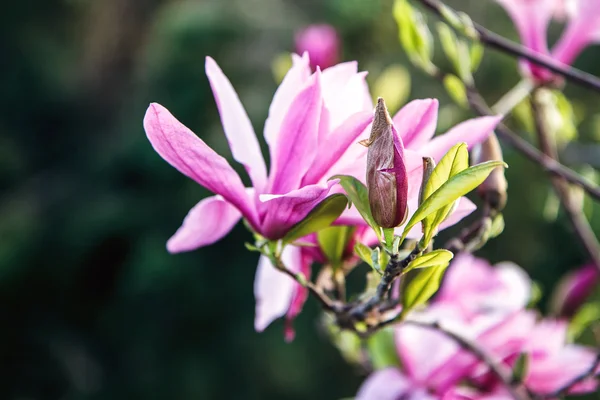 Flor de árbol de Magnolia. Hermosa flor de magnolia rosa sobre fondo floral suave abstracto natural. Flores de primavera en el Jardín Botánico . — Foto de Stock