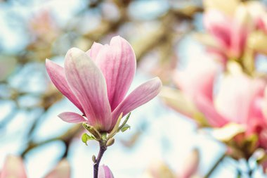 Spring flowers in the Botanical Garden. spring magnolia flowers, natural abstract soft floral background. magnolia tree blossom