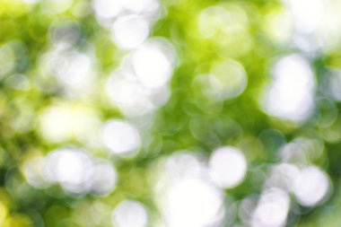 Natural Bokeh,blurred bokeh. Spring bokeh background.