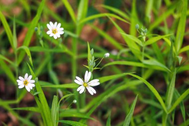 Bahçede bahar çiçekleri
