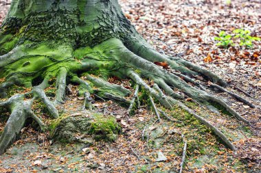büyük ağacın kök