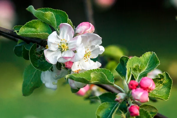 Hermosas flores en el manzano en la naturaleza. Flores de manzana en primavera — Foto de Stock