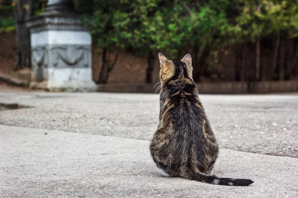 Un gato gordo sentado de espaldas a la cámara en el camino . — Foto de Stock