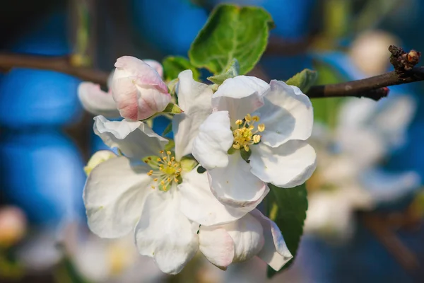 Hermosas flores en el manzano en la naturaleza. Flores de manzana en primavera — Foto de Stock