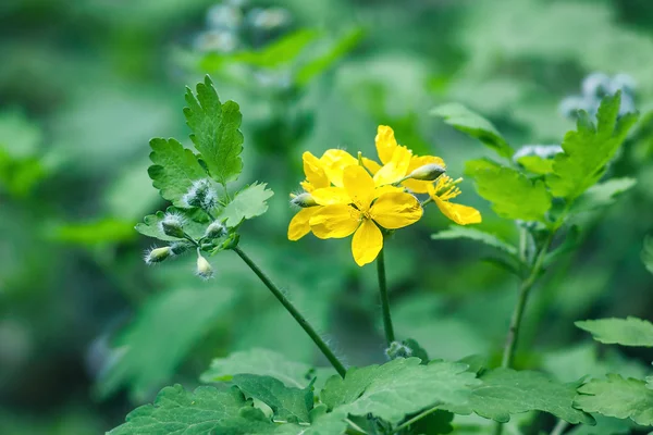 Celandina (Chelidonium majus, tetterwort, nipplewort ou andorinha) ) — Fotografia de Stock