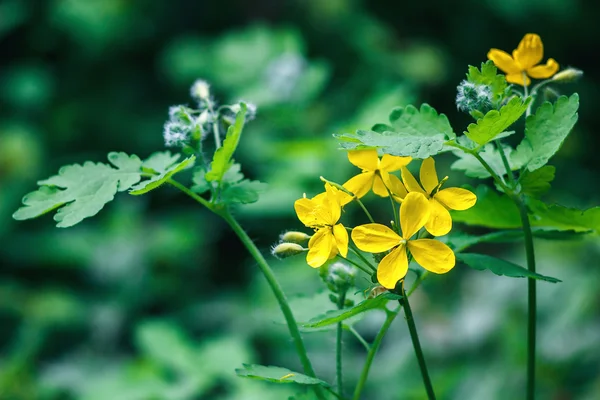 Celidonio maggiore (Chelidonium majus, tetterwort, nipplewort o rondine) ) — Foto Stock