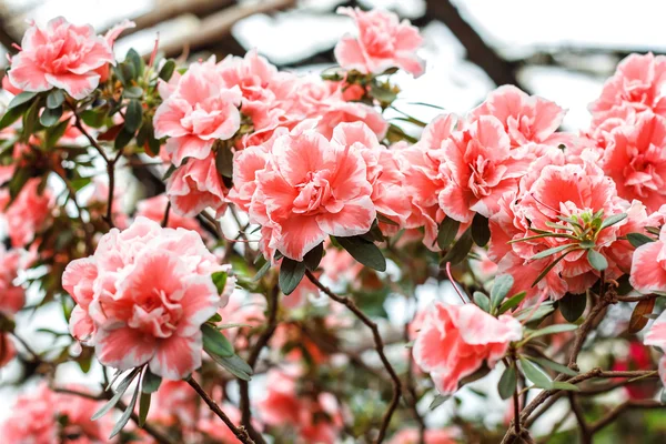 Rhododendron rosa bonita árvore floresce. Azálea na natureza. Closeup rosa Desert Rose flor . — Fotografia de Stock