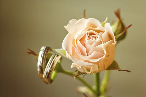 Wedding concept - wedding rings and rose. Wedding card with place for your text. Wedding symbols, attributes. Holiday, celebration. Macro. Blur