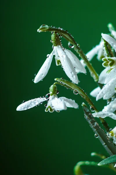 Galanthus nivalis blanco flores (gota de nieve, flor de la leche) con gotas de agua sobre fondo verde, de cerca . — Foto de Stock