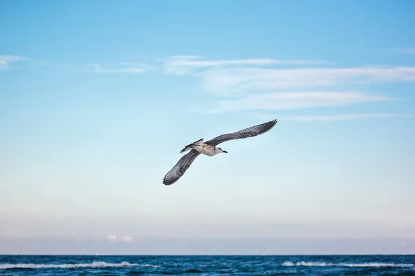 The sea gull in flight against natural blue sky background. — Stock Photo, Image