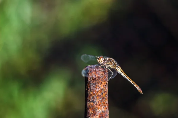 Dragonfly utomhus-selektiv fokus. — Stockfoto