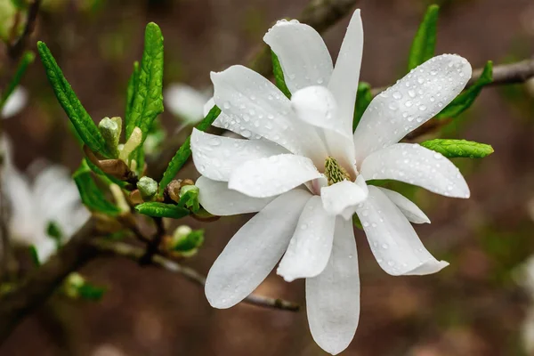 Flor cremosa del árbol de Magnolia. Hermosa flor de magnolia cremosa después de la lluvia. Magnolia flor en el jardín botánico. Flores de primavera en el Jardín Botánico . — Foto de Stock