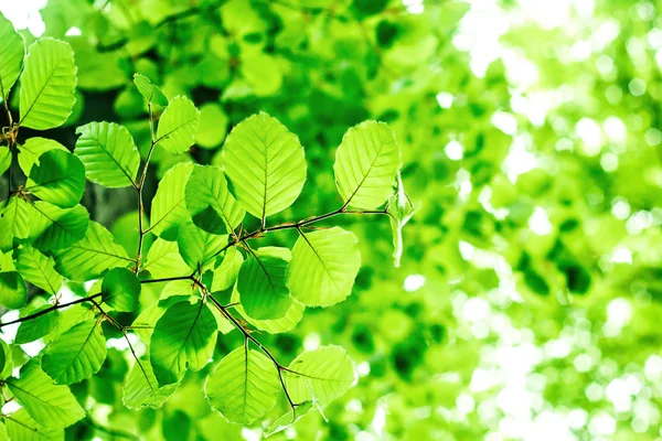 Zomer tak met frisse groene bladeren op de groene abstracte achtergronden — Stockfoto