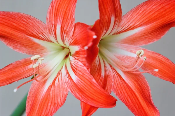 Fiore di Amarillide. Ippeastrum — Foto Stock