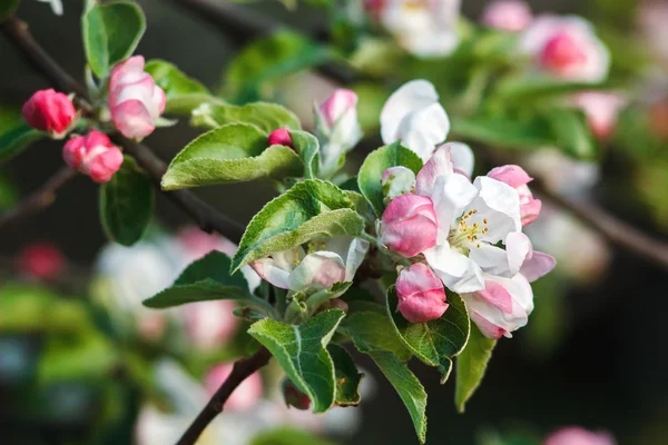 Hermosas flores en el manzano en la naturaleza. Flores de manzana en primavera — Foto de Stock