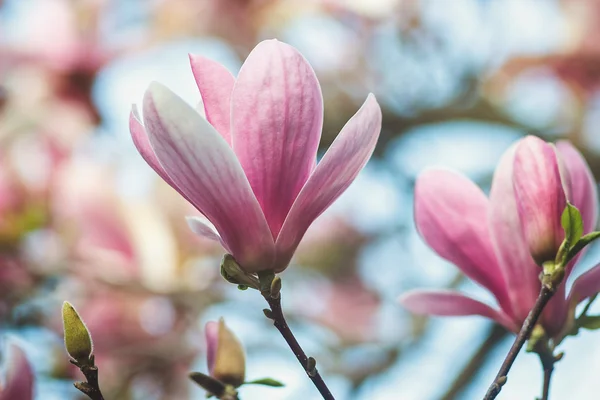 Spring magnolia flowers, natural abstract soft floral background. magnolia tree blossom — Stockfoto