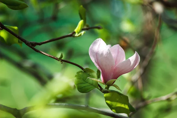 Весенние цветы магнолии, естественный абстрактный мягкий цветочный фон. Цветение магнолии — стоковое фото