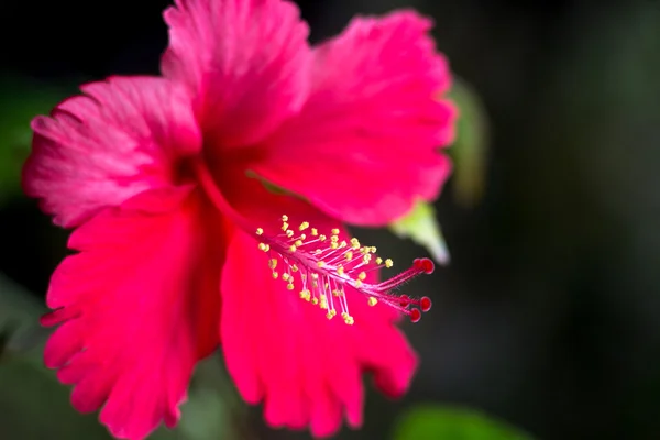 Hermosa flor de hibisco en el fondo oscuro de la naturaleza. Enfoque selectivo . —  Fotos de Stock