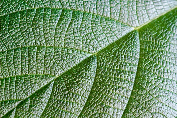 Textura de folha verde para fundo. Padrão de folhas. Foco seletivo — Fotografia de Stock