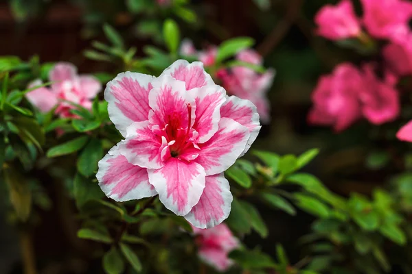 Hermosas flores de rododendros rosados. Azalea en la naturaleza. Primer plano Rosa Desierto Rosa flor . Fotos de stock libres de derechos