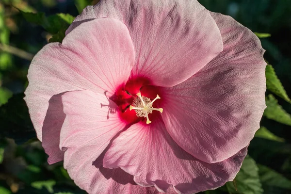 Flor rosa de hibisco Imagen de stock