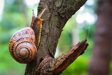 Bahçedeki ağaçta salyangoz. Isliç ahşap doku da salyangoz süzülen. Makro yakın çekim bulanık yeşil arka plan. Kısa odak derinliği. Latince adı: Arianta arbustorum.