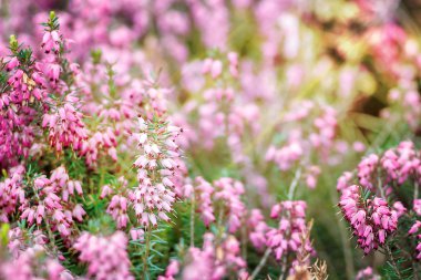 Canlı pembe fundalık güzel alan (Calluna vulgaris) bahar güneşinde açık havada çiçek. Botanik fotoğraf. Heather çiçekleri. Küçük menekşe çiçekleri. Bahar çiçeği arka plan. Retro tarzı.