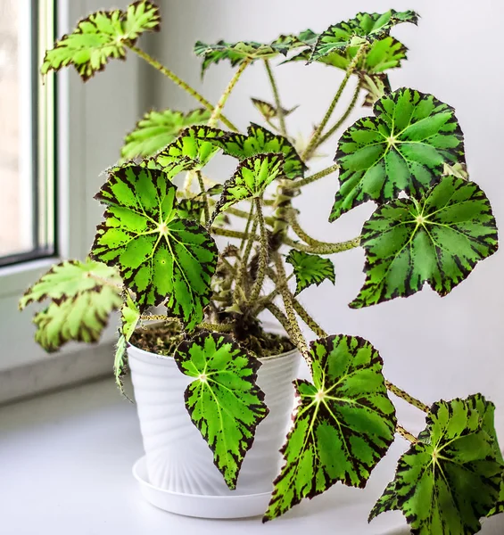 Hermosa Begonia en maceta blanca en alféizar de ventana. Género de plantas perennes con flores en la familia Begoniaceae. begonia híbrida patas de tigre o Begonia pestaña con patrón de hoja verde y rojo . — Foto de Stock